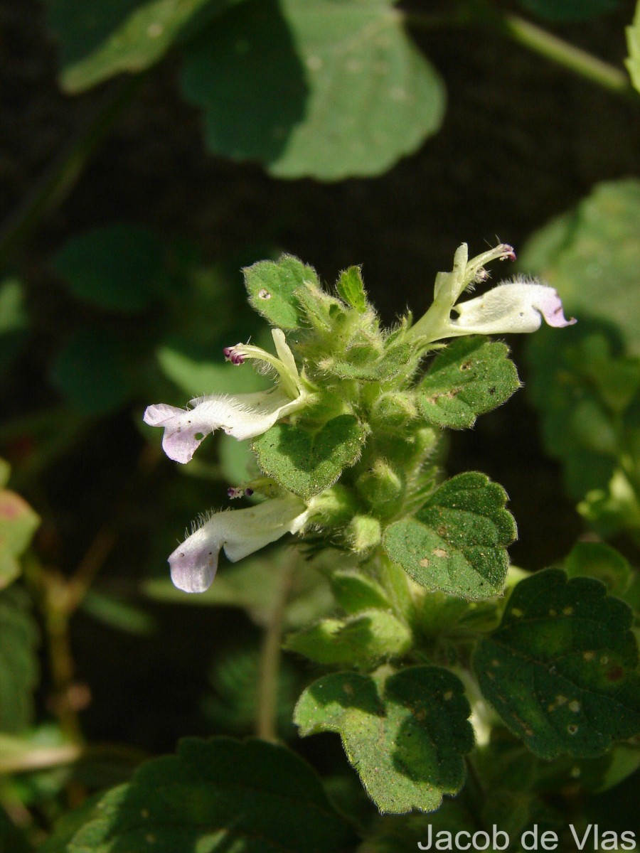 Anisomeles indica (L.) Kuntze